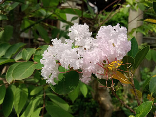 The white Bungur flower or Lagerstroemia speciosa is similar to cherry blossoms, its clustered white flowers are very beautiful to look at.