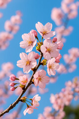 Obraz premium Beautiful cherry blossom flowers in full bloom against blue sky