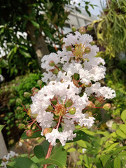The white Bungur flower or Lagerstroemia speciosa is similar to cherry blossoms, its clustered white flowers are very beautiful to look at.