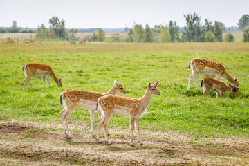 Spotted deer herd grazing peacefully in green meadow field with trees in background for wildlife nature concept