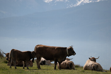 cows in the mountains