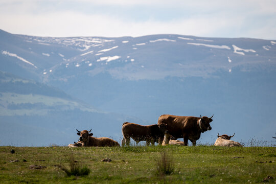 cows on the meadow