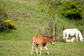 cows grazing in a meadow