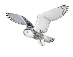 fliegende Schneeeule isoliert auf weißen Hintergrund