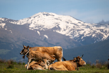 cows in the mountains