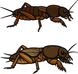 Mole cricket vektor.eps