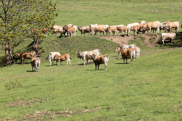 cows in the mountains