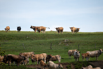 cows in the field