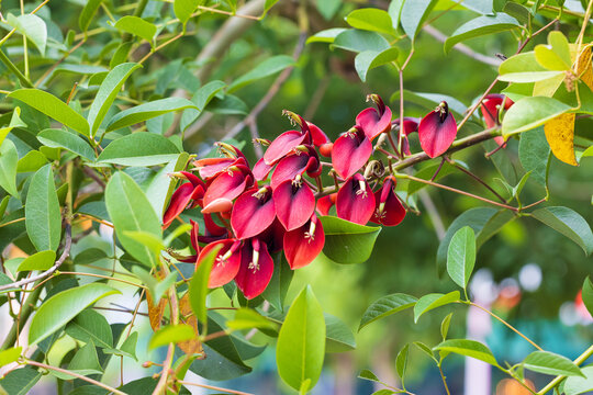 Close-up of dark red Erythrina flower against green foliage. Erythrina crista-galli. Cockspur coral tree or Ceibo, Flame tree.