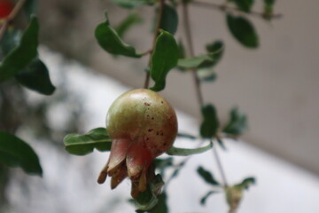 pomegranate on branch