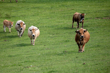 cows in the field