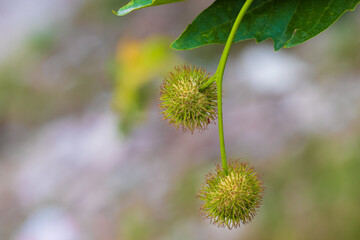 Close-up of unripe Platanus fruits on a branch against blurred background. Plane tree or Sycamores