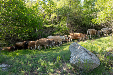 Obraz premium cows in the mountains
