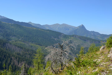 Spectacular views from the peak of Kopieniec Wielki (1328 m. n. m.) – a peak in the mountain forest part of the Western Tatras, between the Olczyska Valley and Chlabowska Valley. Zakopane, Poland