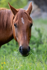 portrait of a horse