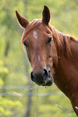 Fototapeta premium portrait of a horse