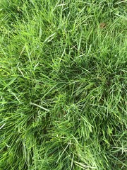Bright green grass with long thin leaves growing by spiral with a focus to the right and densely covering all the ground
