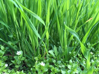 Green grass with tall leaves and chickweed in the forefront densely covering all the ground creating a natural pattern; a horizontal closeup photo can be used as a background.