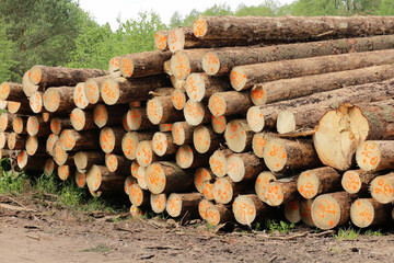 Stacked Logs with Orange Number Marks, Forestry Work and Timber Harvesting in a Coniferous Forest