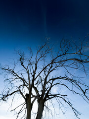 Dead tree against the sky, signs of time and changing nature