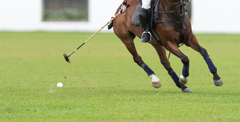 A polo player and horse in action, striking the ball with a mallet. The horse is a Thoroughbred,...