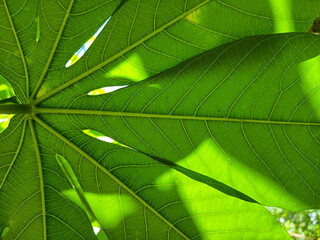 
A cassava leaf, vibrant green and translucent, reveals its intricate vein structure against the sunlight from below.