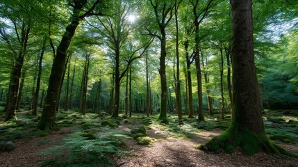 Sunlight streams through forest canopy dappling light illuminating green trees. AI generated