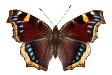 Fototapeta premium Close-up of a European Peacock Butterfly with Intricate Wing Details