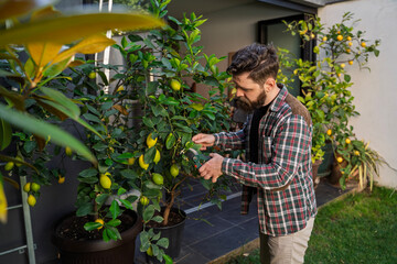 Bearded man gardener looking after lemon tree in the garden outdoors 