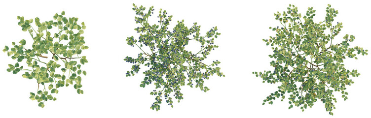Vaccinium myrtillus Tree plan top view cutout transparent background isolate