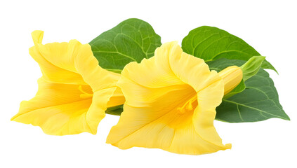 Naklejka premium Colorful yellow angel's trumpet flowers paired with lush green leaves on a white background