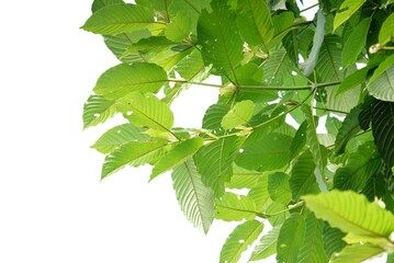 Kratom leaves with branches on white isolated background for green foliage backdrop