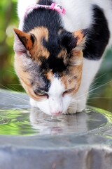 A Calico cat drinking water in a tray with blurred green nature background 