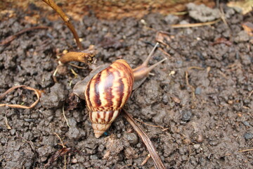 A snail crawling on the wet soil