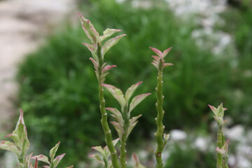 Pedilanthus tithymaloides or zigzag plant
