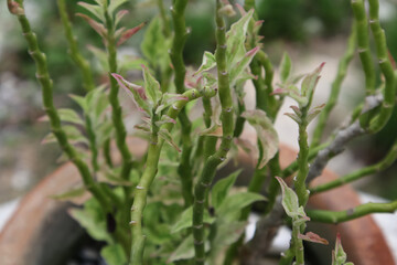 Fototapeta premium Pedilanthus tithymaloides or zigzag plant