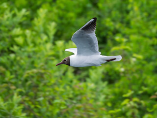 Black-headed gull gliding gracefully above lush green foliage in a vibrant natural habitat near Danube rive