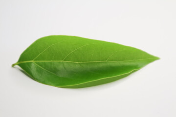 Leaf of Cinnamomum camphora tree on white background