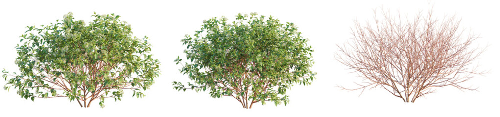 Cornus sanguinea Tree 4k cutout transparent background