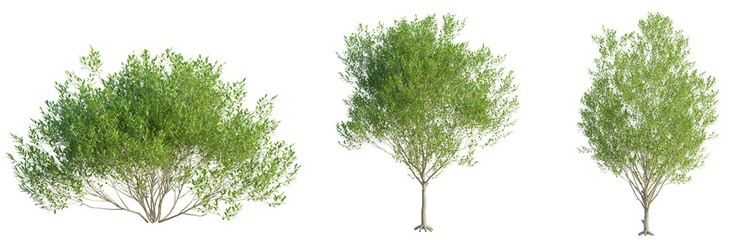 Salix pentandra Tree 4k cutout transparent background