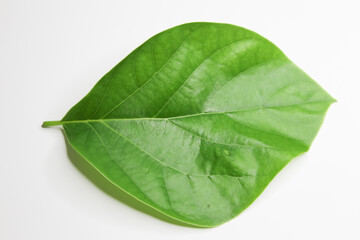 Obraz premium Green young avocado leaf on white background