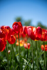Red tulip in a field on a sunny day during spring, Canada