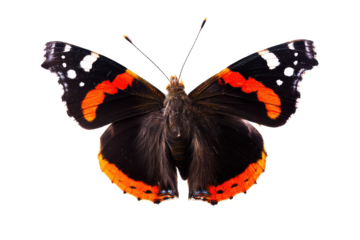 Elegant Red Admiral Butterfly Isolated on White Detailed Wing Patterns and Vibrant Colors