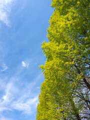 Fototapeta premium 空に映える明るい新緑｜Bright Green Leaves against the Sky