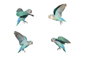Collage of four Lovebirds flying isolated on transparent background png file