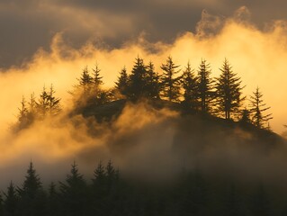 Obraz premium Golden sunlight illuminates the misty forest with dense evergreen trees