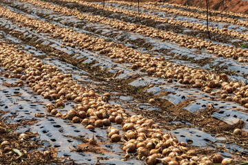 Muan Onion Harvest and Drying Scene