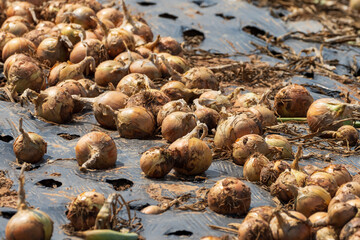 Muan Onion Harvest and Drying Scene