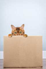Bengal cat in a cardboard box.