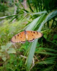 butterfly on a leaf